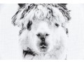 Awesome Giclee On Canvas, Llama