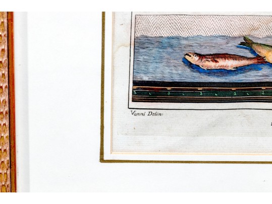 Francesco Cepparoli After Niccolò Vanni Print Of Fish