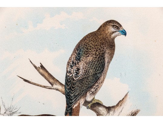 Theodore Jasper (American, 1814-1897) Hand-Colored Prints Of Hawks