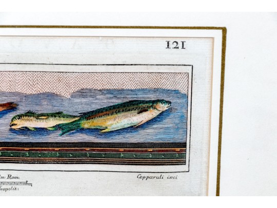Francesco Cepparoli After Niccolò Vanni Print Of Fish