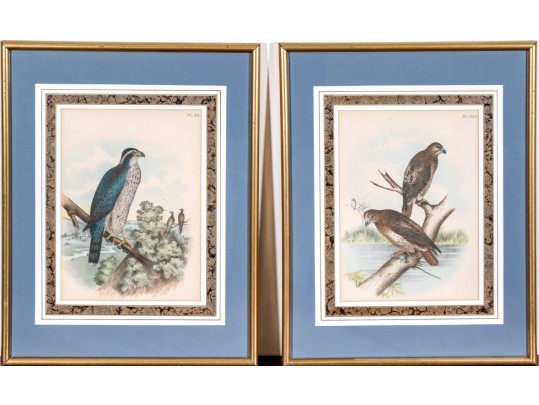Theodore Jasper (American, 1814-1897) Hand-Colored Prints Of Hawks