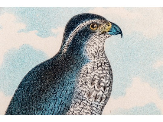 Theodore Jasper (American, 1814-1897) Hand-Colored Prints Of Hawks