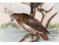 Theodore Jasper (American, 1814-1897) Hand-Colored Prints Of Hawks