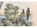 Theodore Jasper (American, 1814-1897) Hand-Colored Prints Of Hawks