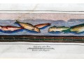 Francesco Cepparoli After Niccolò Vanni Print Of Fish