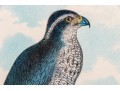 Theodore Jasper (American, 1814-1897) Hand-Colored Prints Of Hawks