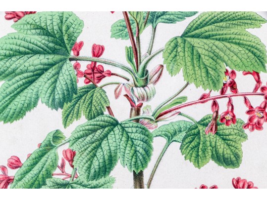 Guillaume Severeyns Lithographs After Abraham Jacobus Wendel, Botanicals