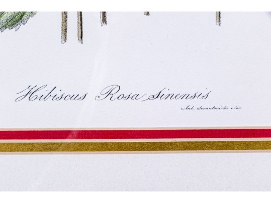 Set Of Three Hand-colored Botanical Prints