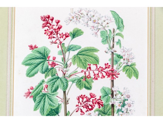 Guillaume Severeyns Lithographs After Abraham Jacobus Wendel, Botanicals