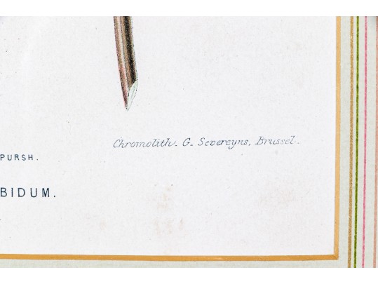 Guillaume Severeyns Lithographs After Abraham Jacobus Wendel, Botanicals