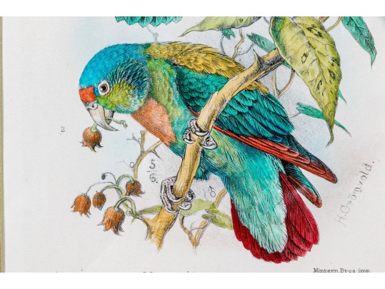 Mintern Bros. After Henrik Gronvold (Danish, 1858-1940) Prints Of Parakeets