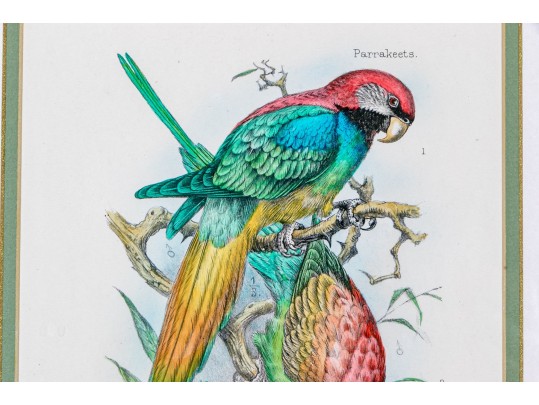 Mintern Bros. After Henrik Gronvold (Danish, 1858-1940) Prints Of Parakeets