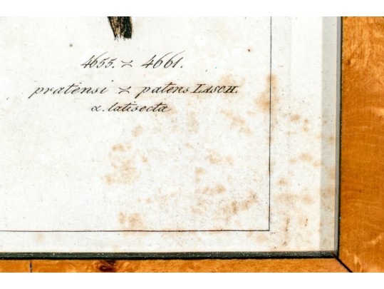 Fabulous Pair Of Decorative Botanical Prints