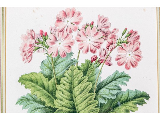 Guillaume Severeyns Lithographs After Abraham Jacobus Wendel, Botanicals