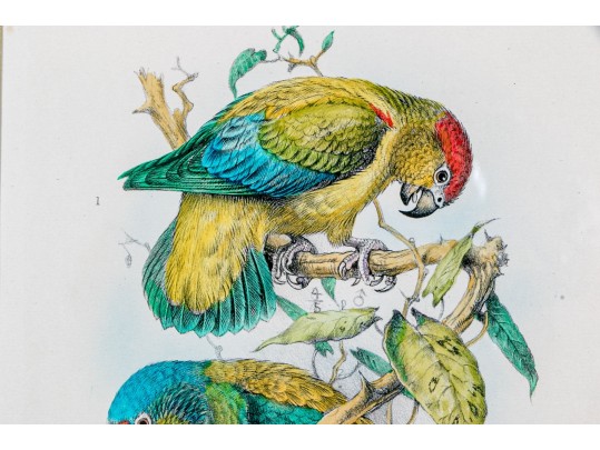 Mintern Bros. After Henrik Gronvold (Danish, 1858-1940) Prints Of Parakeets