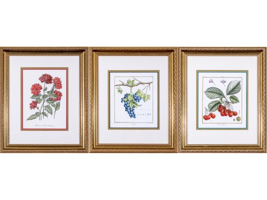 Set Of Three Hand-colored Botanical Prints