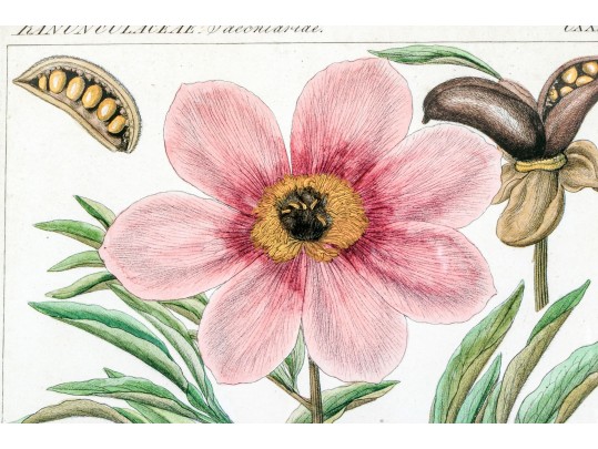 Fabulous Pair Of Decorative Botanical Prints