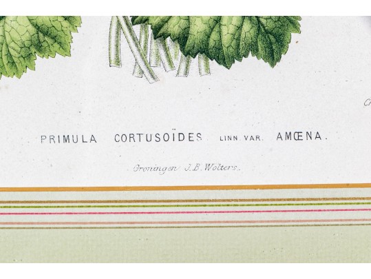 Guillaume Severeyns Lithographs After Abraham Jacobus Wendel, Botanicals