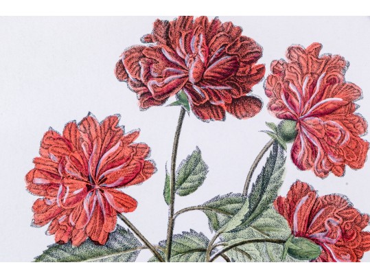 Set Of Three Hand-colored Botanical Prints