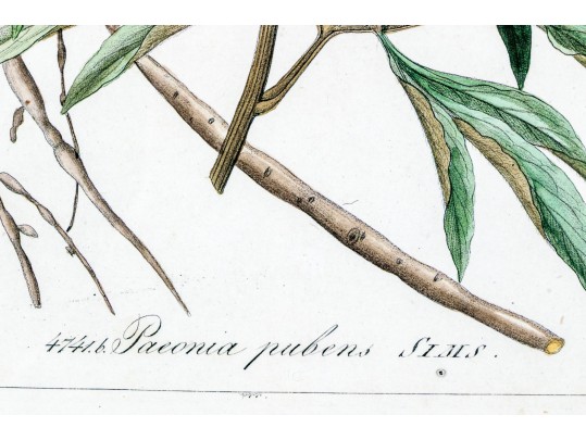 Fabulous Pair Of Decorative Botanical Prints