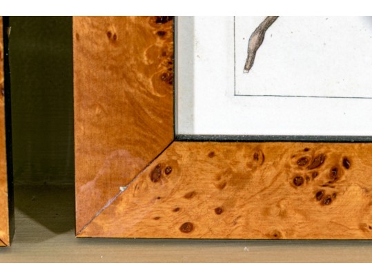 Fabulous Pair Of Decorative Botanical Prints