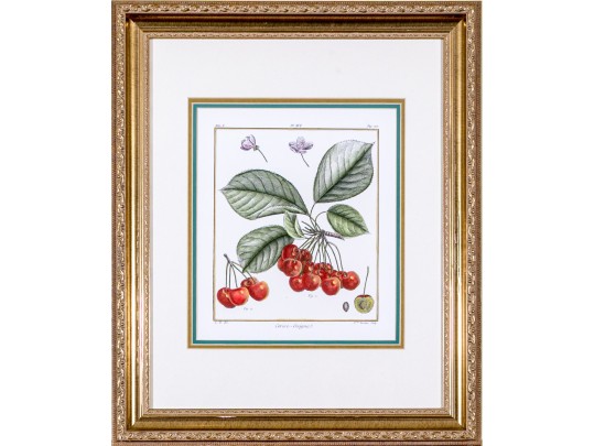 Set Of Three Hand-colored Botanical Prints