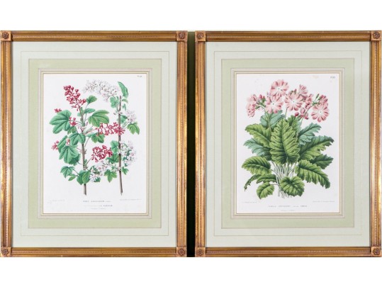 Guillaume Severeyns Lithographs After Abraham Jacobus Wendel, Botanicals