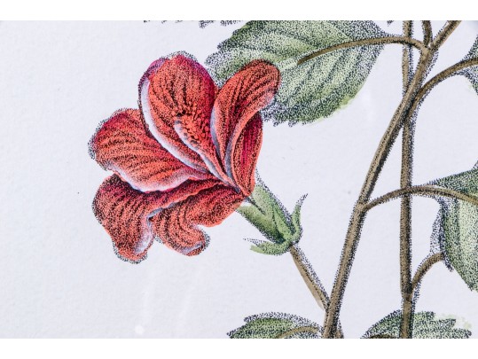 Set Of Three Hand-colored Botanical Prints