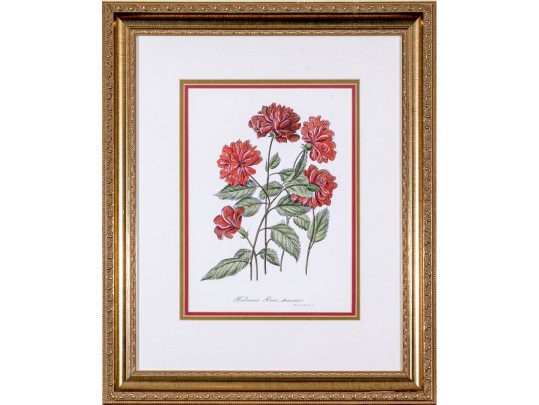 Set Of Three Hand-colored Botanical Prints