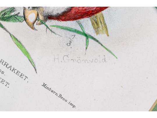 Mintern Bros. After Henrik Gronvold (Danish, 1858-1940) Prints Of Parakeets