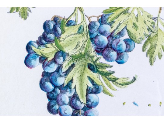 Set Of Three Hand-colored Botanical Prints