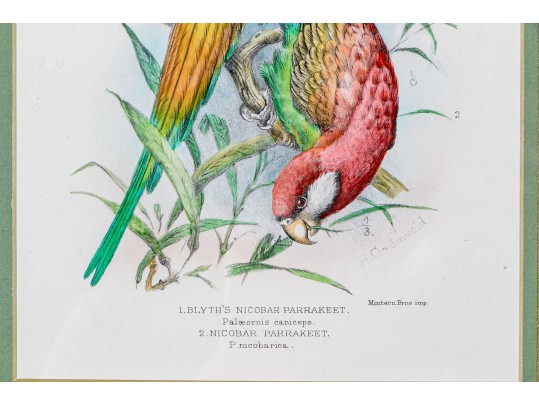 Mintern Bros. After Henrik Gronvold (Danish, 1858-1940) Prints Of Parakeets