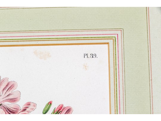 Guillaume Severeyns Lithographs After Abraham Jacobus Wendel, Botanicals