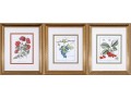 Set Of Three Hand-colored Botanical Prints