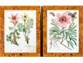 Fabulous Pair Of Decorative Botanical Prints