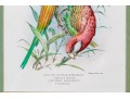 Mintern Bros. After Henrik Gronvold (Danish, 1858-1940) Prints Of Parakeets