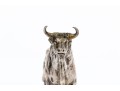 Small Sterling Silver Bull Figure     2.98 Troy Ozs, 
