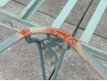 Collection Of Vintage Roth Iron Patio Furniture Frames