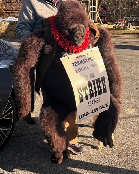 During a UPS worker strike, Harry Laurie holds a protest gorilla.