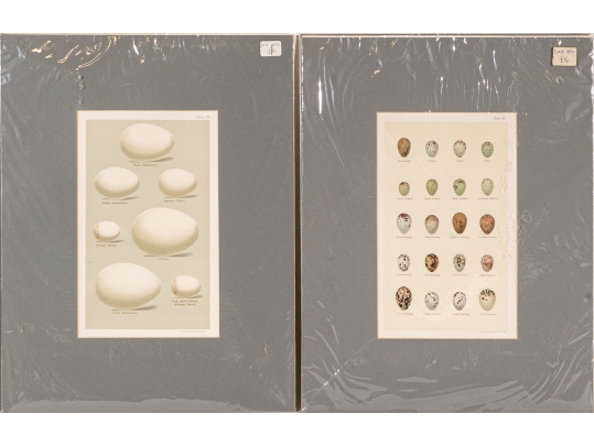 Set Of Five 19th C. English Hand-colored Lithographs, Eggs