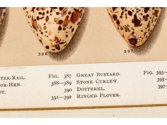 Set Of Six English Color Prints Of Bird Eggs
