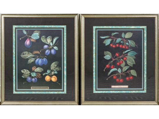 After George Brookshaw (British, 1751-1823) Prints Of Drupes