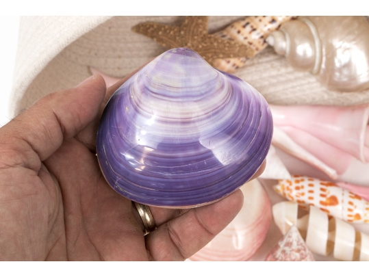Basket Of Good Sized Polished Specimen Sea Shells 