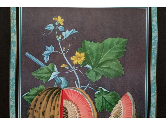After George Brookshaw (British, 1751-1823) Prints Of Melons