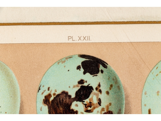 Set Of Six English Color Prints Of Bird Eggs