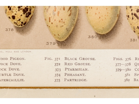 Set Of Six English Color Prints Of Bird Eggs