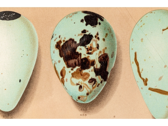 Set Of Six English Color Prints Of Bird Eggs