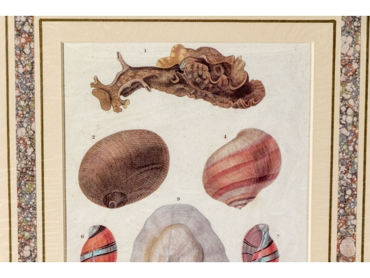 Set Of Four Decorative Color Prints Of A Variety Of Colorful Shells