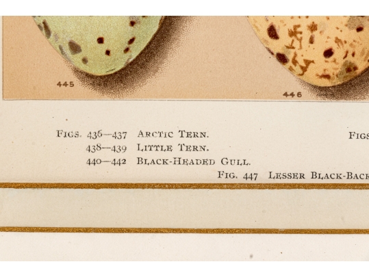 Set Of Six English Color Prints Of Bird Eggs