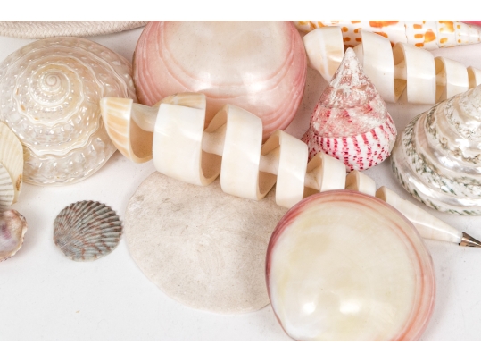 Basket Of Good Sized Polished Specimen Sea Shells 